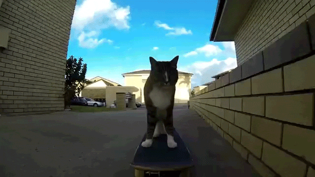 Skateboarding Cat Hippie Jumps Dog